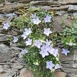 Campanula isophylla Flower