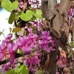 Cercis siliquastrum Blad