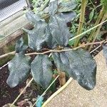 Diospyros egrettarum Leaf
