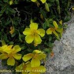 Helianthemum lunulatum Flower