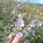 Sphaeralcea angustifolia 花