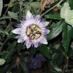 Passiflora caeruleaÕis