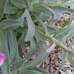 Matthiola incana برگ