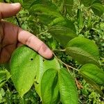 Bauhinia ungulata Hoja