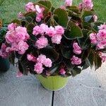 Begonia cucullata cv. 'Doublet Rose Pink' 花