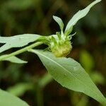 Carpesium cernuum その他の提案