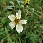 Bidens aurea Kvet