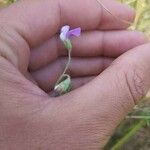 Lathyrus hirsutus Kwiat