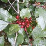 Frangula alnus Blad