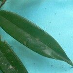 Xylopia crinita Leaf