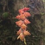 Bulbophyllum densum Flor