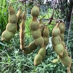 Mucuna holtonii Плод