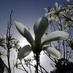 Magnolia sprengeri