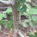 Commiphora glandulosa बार्क (छाल)