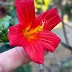 Hibiscus boryanus Blomma