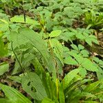 Carex plantaginea Leaf