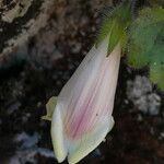 Asarina procumbens Kvet