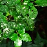 Psychotria biaristata Leaf