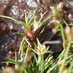 Juncus bulbosus Fruit