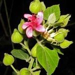 Pavonia dasypetala Otro