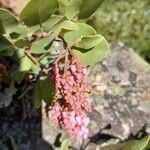 Arctostaphylos patulaFlor