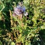 Phacelia tanacetifoliaFlower