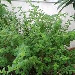 Lippia micromera Хабит