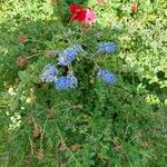 Ceanothus impressus फूल