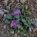 Centaurea raphanina Çiçek