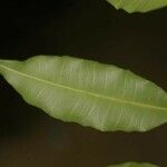 Parahancornia fasciculata Hostoa