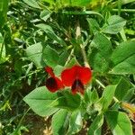 Tetragonolobus purpureus Flower