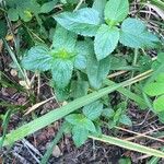 Ageratum conyzoidesFolha