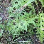 Cirsium tuberosum पत्ता