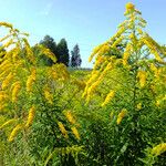 Solidago canadensis 整株植物