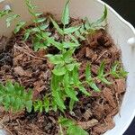 Polystichum acrostichoides Leaf