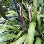 Phormium tenax Alkat (teljes növény)