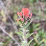 Castilleja arvensis Flower