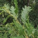 Quercus cerris Blad