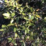 Quercus chrysolepis Yeri