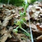 Epipactis microphylla Blomma