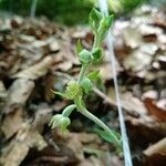 Epipactis microphylla Květ