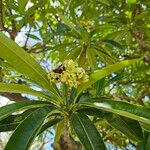 Cerbera manghas Virág