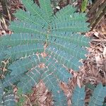 Albizia adianthifolia 葉