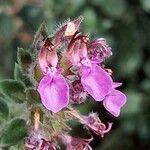 Teucrium × lucidrys Flors