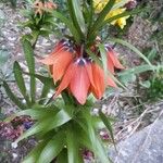 Fritillaria imperialis 花
