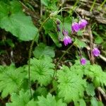 Primula matthioli Habitus