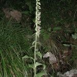 Epipactis purpurata عادت داشتن