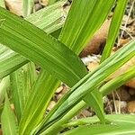 Echinochloa crus-galli Frunză