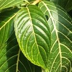 Sanchezia oblonga Leaf