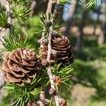 Larix decidua ফল